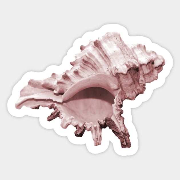 Grand pink conch seashell Sticker by hamptonstyle